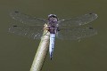 Libellula fulva male